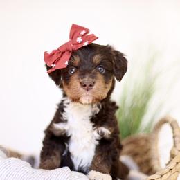 Bloom - female Australian Mountain Doodle puppy in Spanish Fork, Utah from Little Puppy Co.