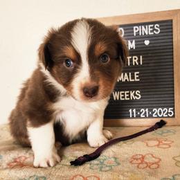 Purple - Red tri-color male Australian Shepherd puppy in Camp Verde, Arizona from Diamond Pines Farm