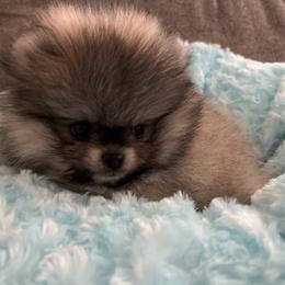 Max - Orange parti male Pomeranian puppy in El Paso, Texas from Texas quality pomeranians