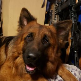 Arthur - German Shepherd