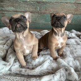 French Bulldog Puppies from Southern Dreams Farm, LLC