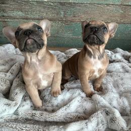 French Bulldog Puppies from Southern Dreams Farm, LLC