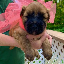 Soft Coated Wheaten Terrier Puppies from Wildfire Ridge Inc