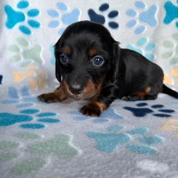 Mila - Black and tan female Dachshund puppy in Temple, Texas from Brit’s Doxie Crossing