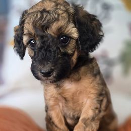 Rachel - Black tri-color female Aussiedoodle puppy in Prescott Valley, Arizona from Ramirez Family Doodles