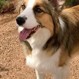 Border Collies from Echowyn Border Collies