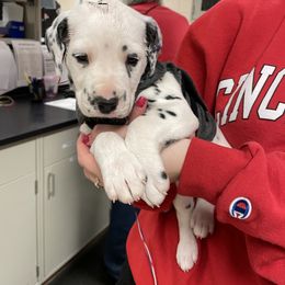 "BAER Testing" Dalmatian Puppies from Blue Moon Dalmatians