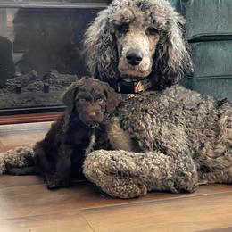 Bernedoodle and Goldendoodle Puppies from Doodling All Day Goldendoodles & Bernedoodles