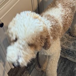 Goldendoodles from Dana Walters