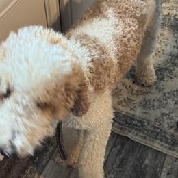 Goldendoodles from Dana Walters