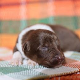 SPIDER - Red tri-color male Australian Shepherd puppy in Star City, Arkansas from Blush & Lace Aussie Co.