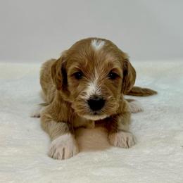 Cherry - Apricot female Goldendoodle puppy in Kenansville, North Carolina from J+A Family Doodles