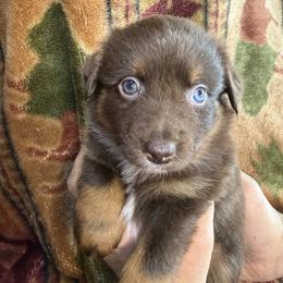Miniature American Shepherd and Miniature Australian Shepherd Puppies from Ebersole Ranch