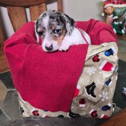Lucy - Piebald female Dachshund puppy in Salem, Oregon from Longdox Mini Dachshunds