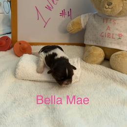 Bella Mae - Liver female Shih Tzu puppy in Machesney Park, Illinois from Maizy Mae's Moose Nuggets