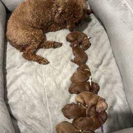 Poodle Puppies from Segovia Pups