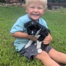 Checkers - Black male Goldendoodle puppy in Centerville, Tennessee from Cecily's Goldendoodles of TN