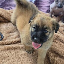 Royalty Reigns Ruby Rare Crimson Treasure - Fawn female Xoloitzcuintli puppy in Ethridge, Tennessee from Royalty Reigns Xolos