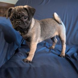 Marsha - Fawn female Pug puppy in Hartsville, South Carolina from PearlsPlayhousePugs