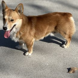 Sonny - Pembroke Welsh Corgi