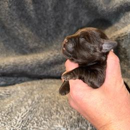 Delilah's Liver Female - Liver female Miniature Schnauzer puppy in Forest, Virginia from Prestige Kennel LLC