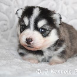 Umbra - Black and white female Pomsky puppy in Centerville, Iowa from LJ Kennels Pomskies, LLC
