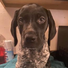 German Shorthaired Pointers and Weimaraners from Gun Dogs Gone Wild