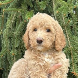 Beignet - Apricot female Goldendoodle puppy in Newark, Ohio from Valleydayle Doodles and Wheatens