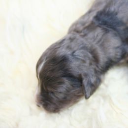Aussiedoodle Puppies from Loving Doodle