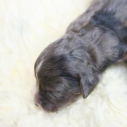 Aussiedoodle Puppies from Loving Doodle