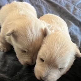 Scottish Terrier puppies from Judyz Scotties