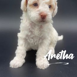Aretha - White female Poodle puppy in Ballwin, Missouri from Show Me Doodles