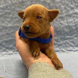Marlin - Stag red male Miniature Pinscher puppy in Lancaster, Missouri from White Stone Ranch