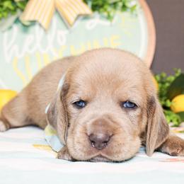 Teddy - Blue tan and white male Basset Hound puppy in Antlers, Oklahoma from Rocking H