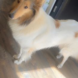 Collies from SoCal Collies