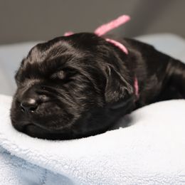 Labrador Retriever Puppies from Ashland Labradors