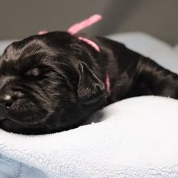 Labrador Retriever Puppies from Ashland Labradors