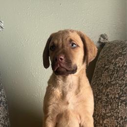 Mallard - Light deadgrass male Chesapeake Bay Retriever puppy in Ulen, Minnesota from North Wind Gundogs