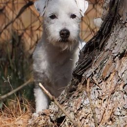 Parson Russell Terrier All Grown Up from Parhelion Parsons
