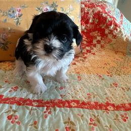 Frankie - Black and white male Havanese puppy in Apopka, Florida from Dunhill Havanese