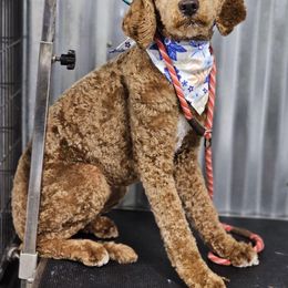 Aurora - Poodle