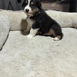 Edmond - Black tri-color male Australian Shepherd puppy in Terryville, Connecticut from Spirited Aussies
