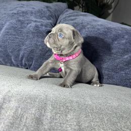 Girl 2 - Tricolors female French Bulldog puppy in Bolingbrook, Illinois from Yara the Frenchie