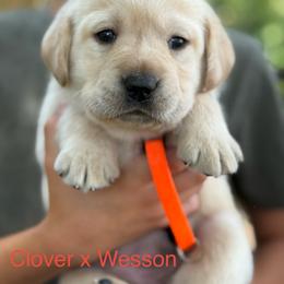 Girl 3 - Yellow female Labrador Retriever puppy in Wilson’s, Virginia from Cedar Hill Farm Labradors