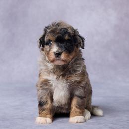 Doris - Merle female Bernedoodle puppy in Apple Creek, Ohio from Grandeur Valley Puppies