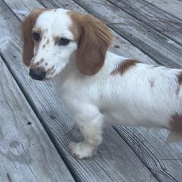 Conrad - Dachshund