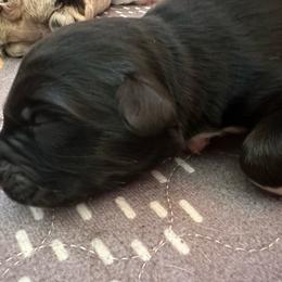 Panda - Black tri-color female Australian Shepherd puppy in Marshall, Virginia from Aussie Tales Farm