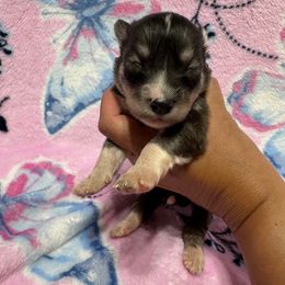 Mystic - Agouti and white female Siberian Husky puppy in Centreville, Maryland from Huskies By the Bay