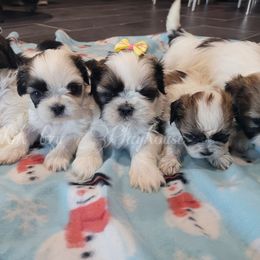 Shih Tzu Puppies from Shih Tzu Playhouse