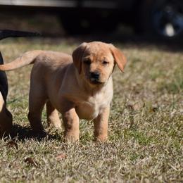 Yellow female - Yellow female Labrador Retriever puppy in Edgefield, South Carolina from Backwoods Pond Labradors LLC